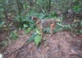 Se perdió Wilson, el perro que buscaba a los niños desaparecidos del Guaviare