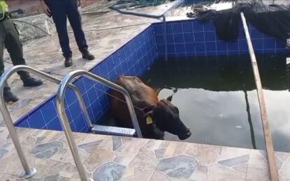 Vaca en estado de gestación cayó a una piscina