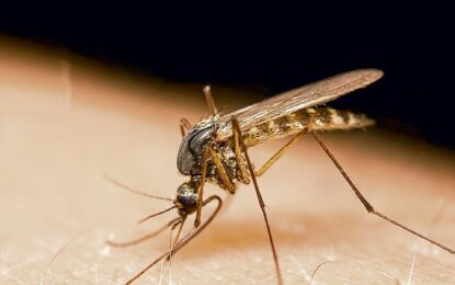 Declaran emergencia sanitaria por aumento de Dengue