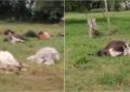 Consternación por la extraña muerte de 59 cabezas de ganado en Buga