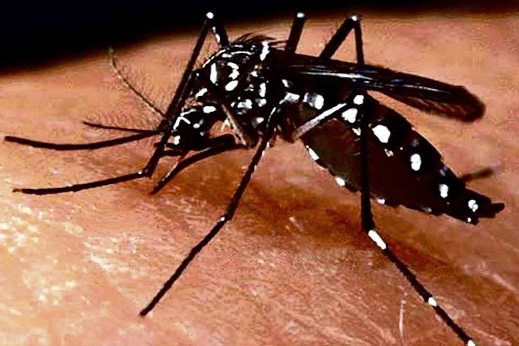 Alerta por el aumento de dengue en el país