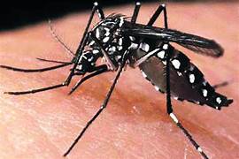 Declaran calamidad publica por Dengue