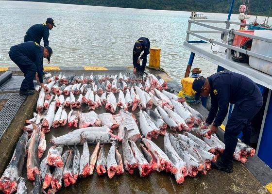 Autoridades incautaron media tonelada de pesca ilegal