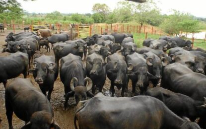 Más de 500 búfalos fueron hurtados en Sevilla