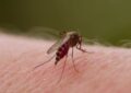 Aumentan los casos de dengue en el Valle