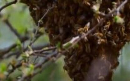 Preocupación por colmenas de abejas en Cali