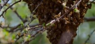 Preocupación por colmenas de abejas en Cali