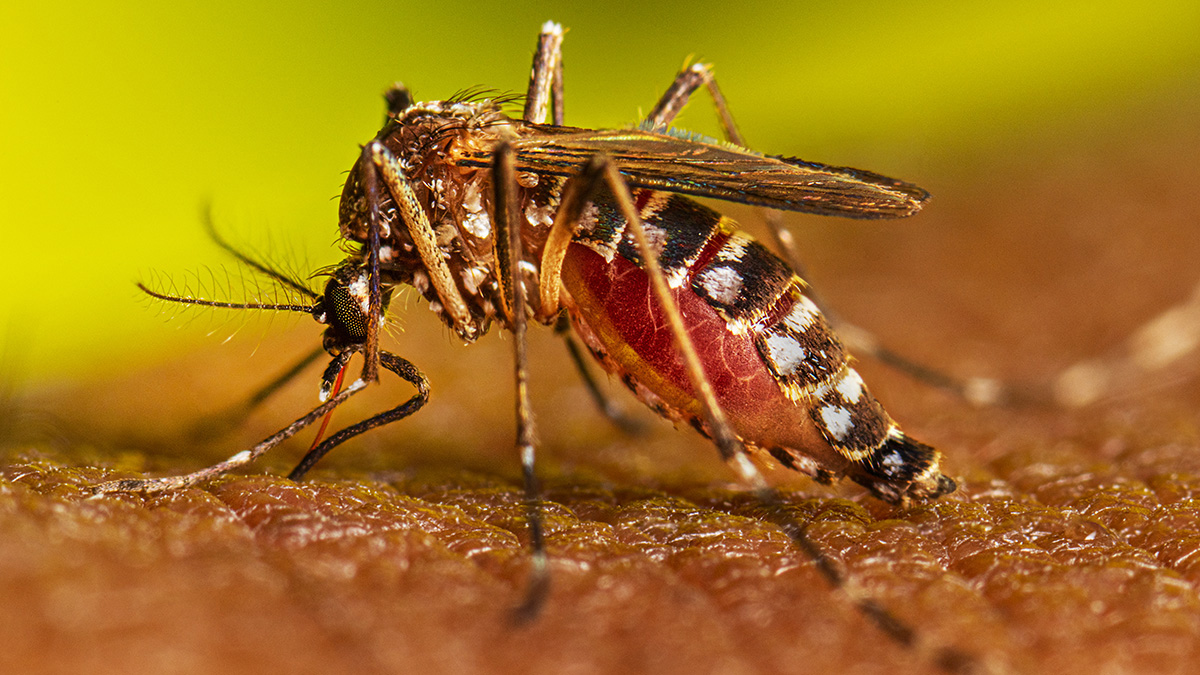 Aumentan los casos de dengue en el Valle