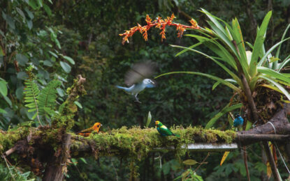 Cali sede del primer foro nacional de turismo de naturaleza