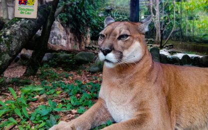 ‘Orus’, uno de los pumas del zoológico de Cali, murió luego de un incidente