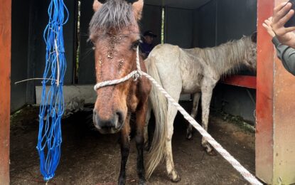 Rescatan dos potrancas en estado crítico por presunto maltrato en zona rural de Cali