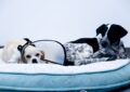 Recomendaciones para cuidar a los animales de compañía durante Halloween
