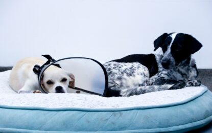 Recomendaciones para cuidar a los animales de compañía durante Halloween