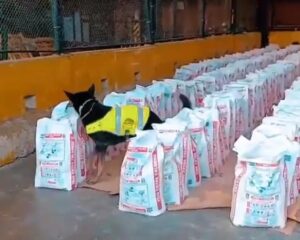 Histórico decomiso de cocaína en Buenaventura: incautan 14 toneladas ocultas en un contenedor que iba a Europa