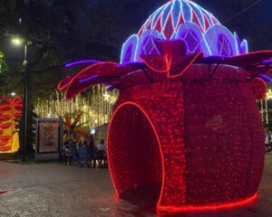 Cali encenderá su Alumbrado Navideño 2025 el 7 de diciembre con un recorrido luminoso inspirado en la biodiversidad y la tradición vallecaucana