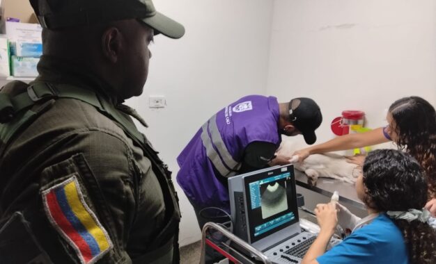 Policía Ambiental rescató a canino atropellado y abandonado en Valle Grande