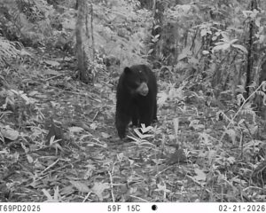Oso de anteojos quedó captado en video, en la zona de Farallones de Cali
