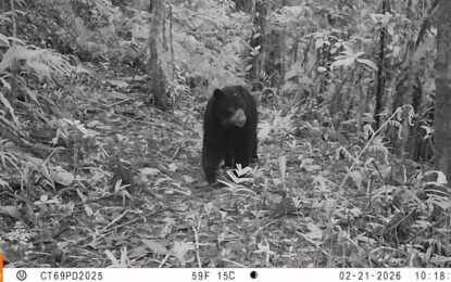 Oso de anteojos quedó captado en video, en la zona de Farallones de Cali