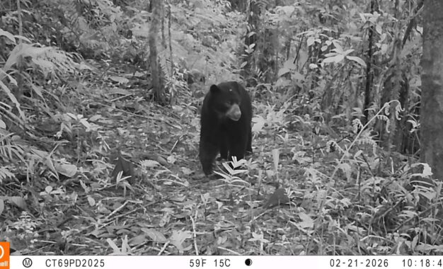 Oso de anteojos quedó captado en video, en la zona de Farallones de Cali