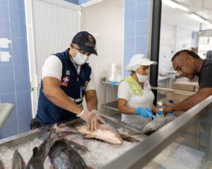 Operativos en expendios de alimentos en Cali por Semana Santa: ojo a pescados y mariscos