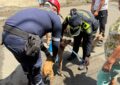 Nueve animales fueron rescatados por Policías y Bomberos tras incendio en el barrio El Rodeo, en Cali