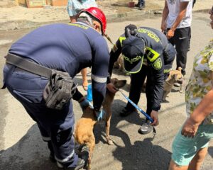 Nueve animales fueron rescatados por Policías y Bomberos tras incendio en el barrio El Rodeo, en Cali