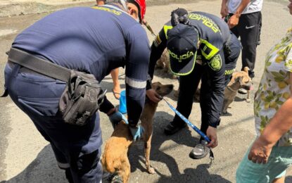 Nueve animales fueron rescatados por Policías y Bomberos tras incendio en el barrio El Rodeo, en Cali