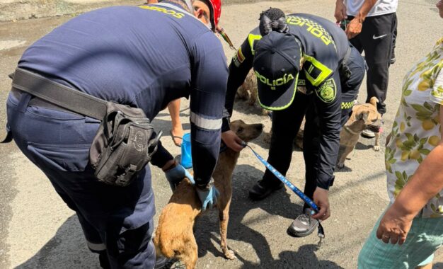 Nueve animales fueron rescatados por Policías y Bomberos tras incendio en el barrio El Rodeo, en Cali