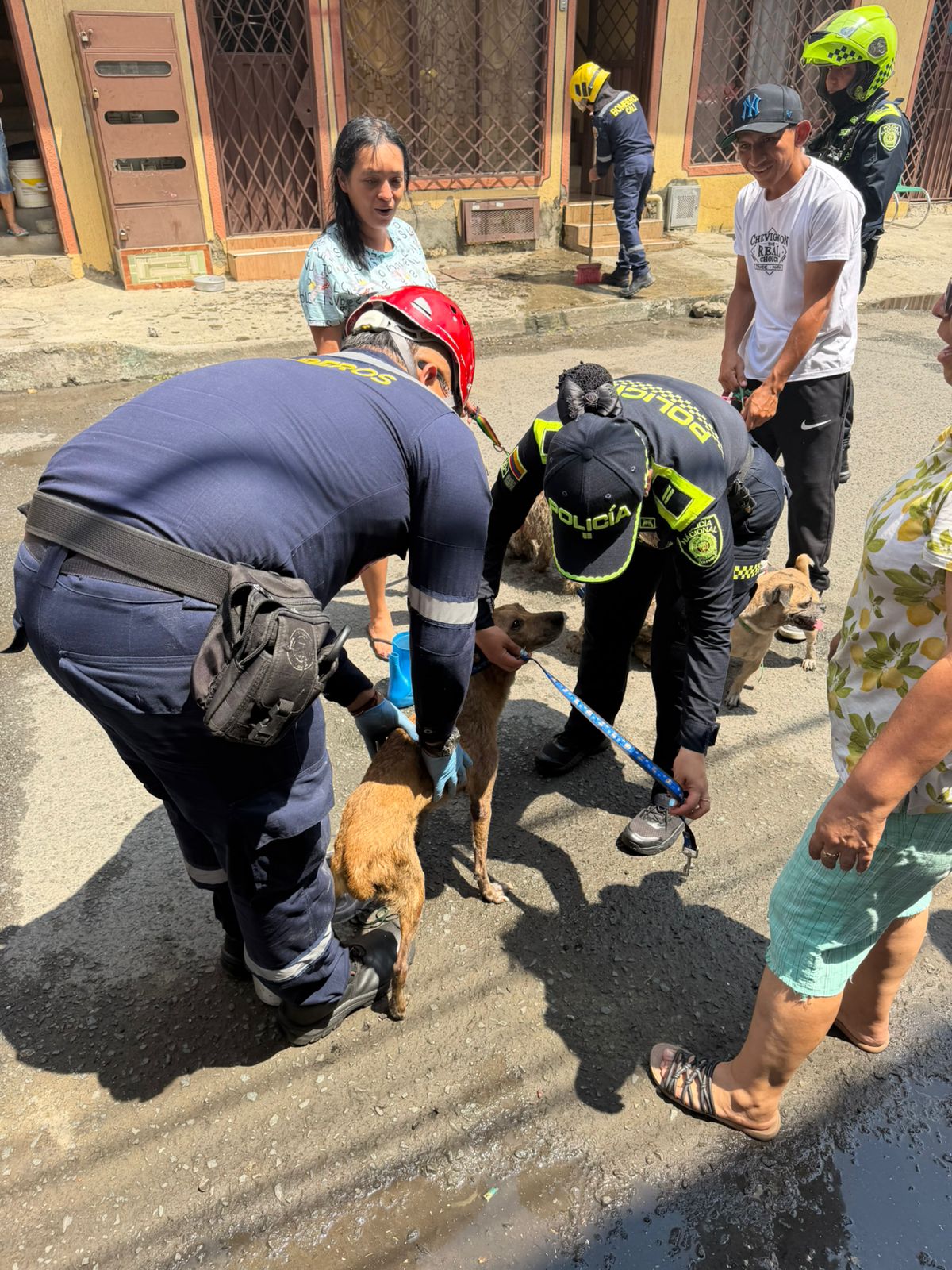Nueve animales fueron rescatados por Policías y Bomberos tras incendio en el barrio El Rodeo, en Cali